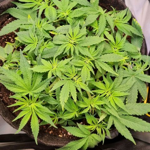 Blueberry Pancakes #2 (UR) (U+VO) growlog timeline photo