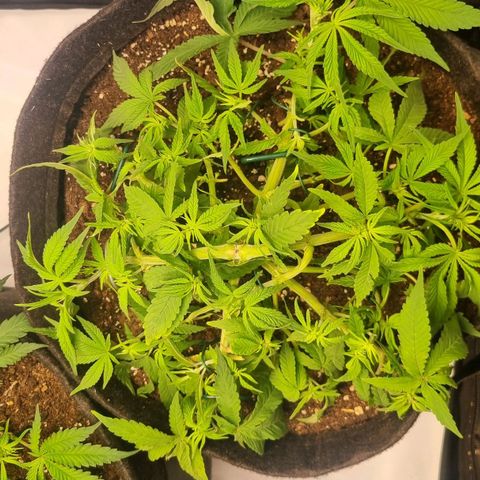 Blueberry Pancakes #2 (UR) (U+VO) growlog photo: Before and after defoliation