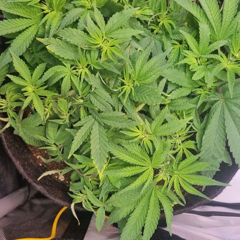Blueberry Pancakes #2 (UR) (U+VO) growlog timeline photo
