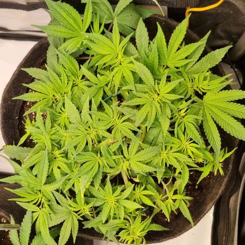 Blueberry Pancakes #2 (UR) (U+VO) growlog timeline photo