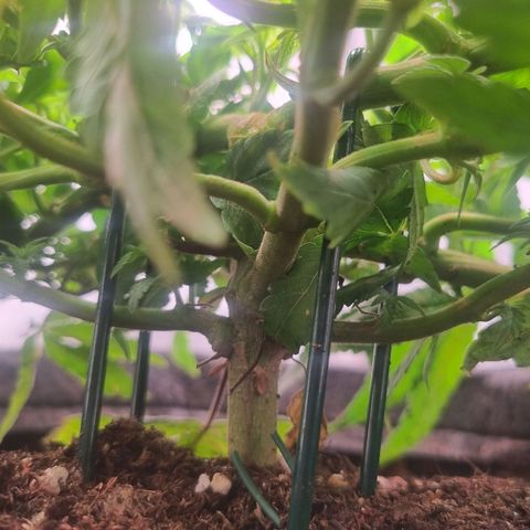 Blueberry Pancakes #2 (UR) (U+VO) growlog timeline photo