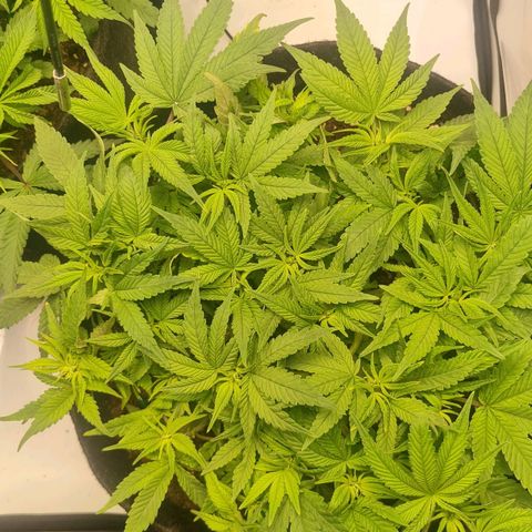 Blueberry Pancakes #2 (UR) (U+VO) growlog timeline photo