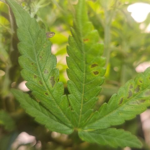 Blueberry Pancakes #2 (UR) (U+VO) growlog photo: Slight Phosphorus deficiency. Probably caused by low soil ph --> observe