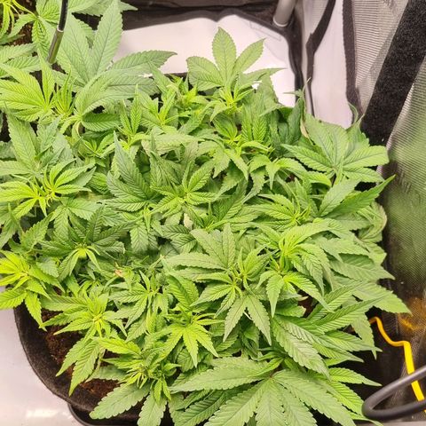 Blueberry Pancakes #2 (UR) (U+VO) growlog timeline photo