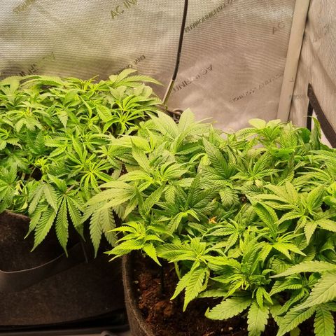 Blueberry Pancakes #2 (UR) (U+VO) growlog timeline photo