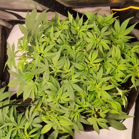 Blueberry Pancakes #2 (UR) (U+VO) growlog photo: Tips slightly yellow. Probably just a bit hungry