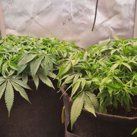 Blueberry Pancakes #2 (UR) (U+VO) growlog photo: Training, training, trainig