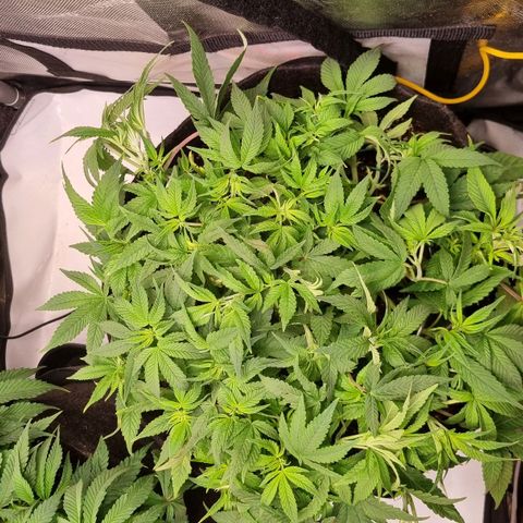 Blueberry Pancakes #2 (UR) (U+VO) growlog photo: Super Cropping