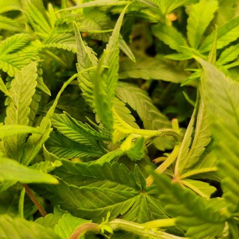 Blueberry Pancakes #2 (UR) (U+VO) growlog photo: Super Cropping