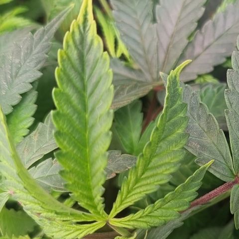 Blueberry Pancakes #2 (UR) (U+VO) growlog photo: Light burn or hungry?