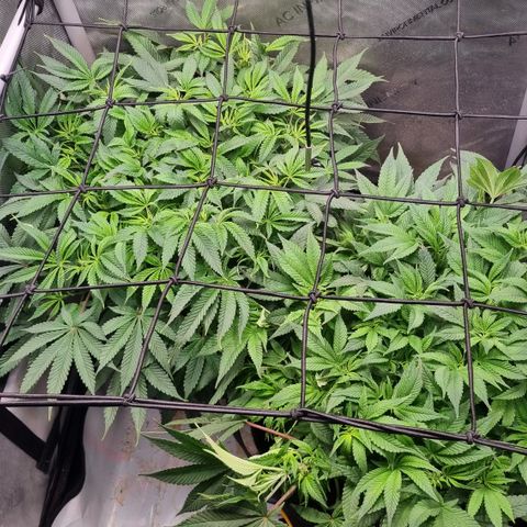 Blueberry Pancakes #2 (UR) (U+VO) growlog timeline photo