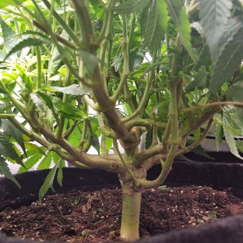 Blueberry Pancakes #2 (UR) (U+VO) growlog timeline photo