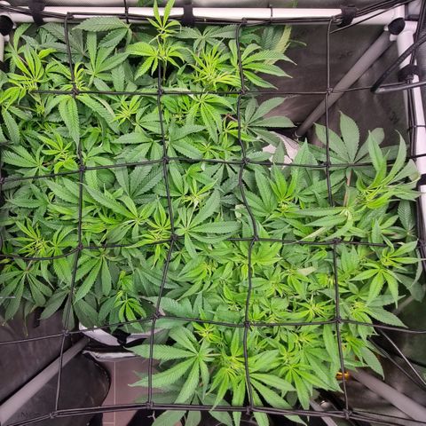 Blueberry Pancakes #2 (UR) (U+VO) growlog timeline photo