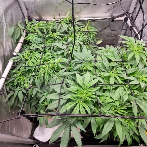 Blueberry Pancakes #2 (UR) (U+VO) growlog timeline photo