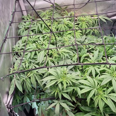 Blueberry Pancakes #2 (UR) (U+VO) growlog timeline photo