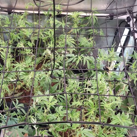 Blueberry Pancakes #2 (UR) (U+VO) growlog photo: Schwazzed