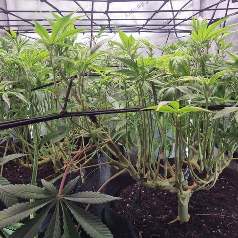 Blueberry Pancakes #2 (UR) (U+VO) growlog timeline photo