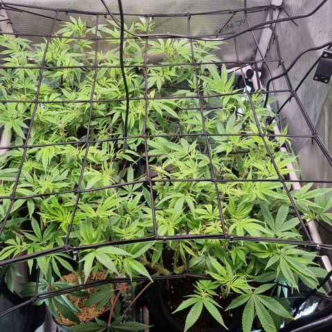 Blueberry Pancakes #2 (UR) (U+VO) growlog timeline photo