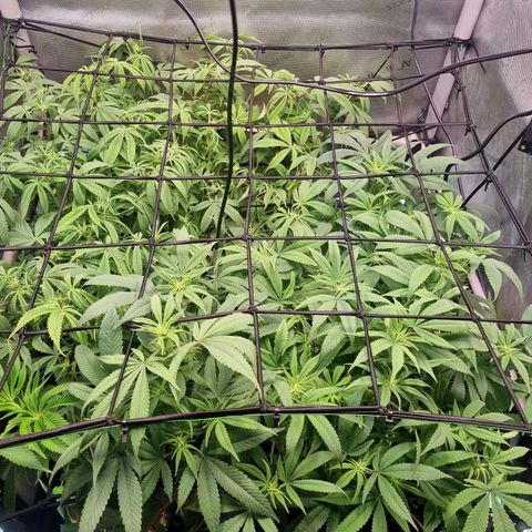 Blueberry Pancakes #2 (UR) (U+VO) growlog timeline photo