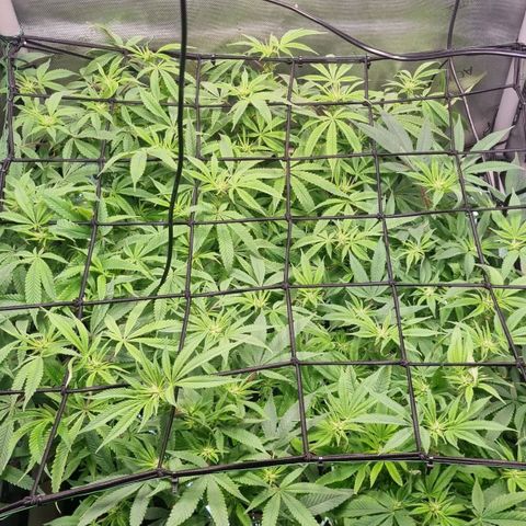 Blueberry Pancakes #2 (UR) (U+VO) growlog timeline photo