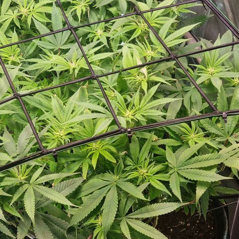 Blueberry Pancakes #2 (UR) (U+VO) growlog timeline photo