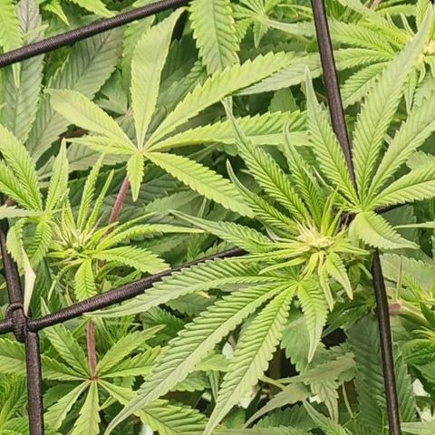 Blueberry Pancakes #2 (UR) (U+VO) growlog timeline photo