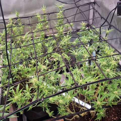 Blueberry Pancakes #2 (UR) (U+VO) growlog timeline photo