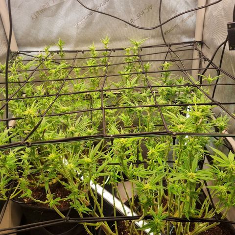 Blueberry Pancakes #2 (UR) (U+VO) growlog timeline photo