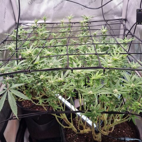 Blueberry Pancakes #2 (UR) (U+VO) growlog timeline photo