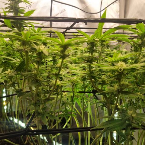 Blueberry Pancakes #2 (UR) (U+VO) growlog timeline photo
