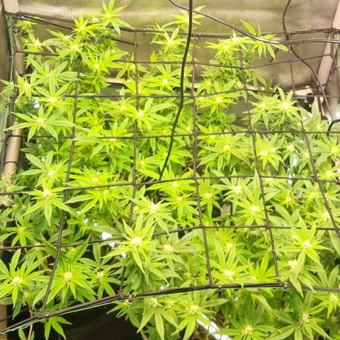 Blueberry Pancakes #2 (UR) (U+VO) growlog timeline photo