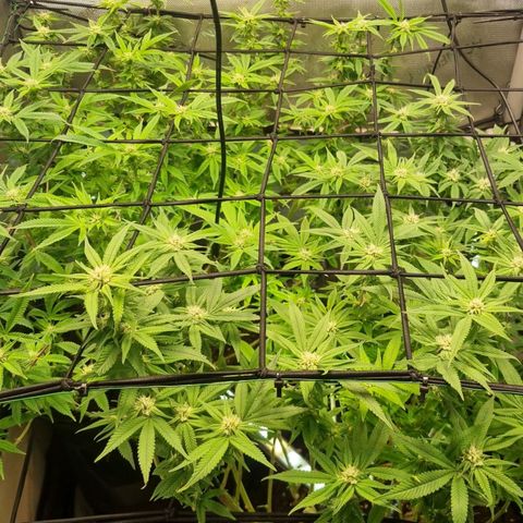 Blueberry Pancakes #2 (UR) (U+VO) growlog timeline photo