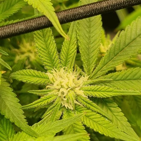 Blueberry Pancakes #2 (UR) (U+VO) growlog timeline photo