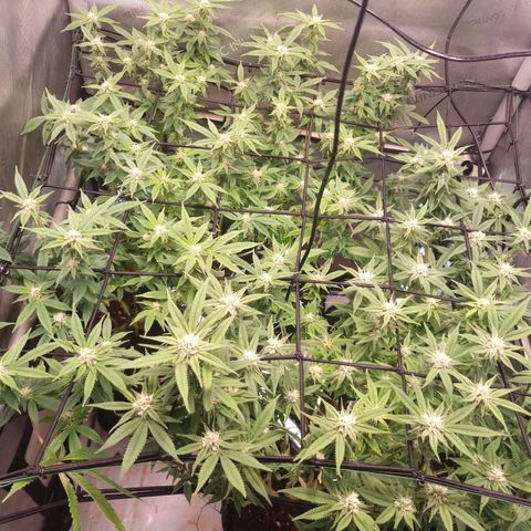 Blueberry Pancakes #2 (UR) (U+VO) growlog timeline photo