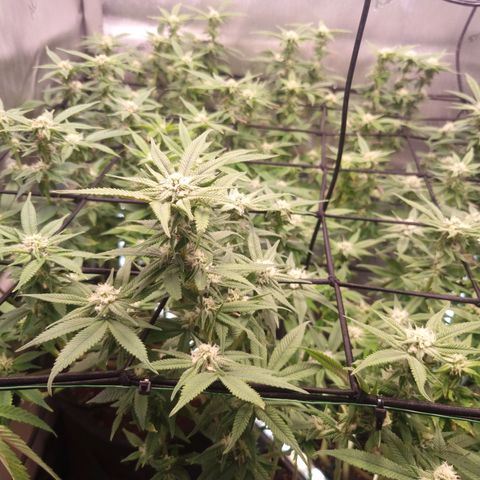 Blueberry Pancakes #2 (UR) (U+VO) growlog timeline photo