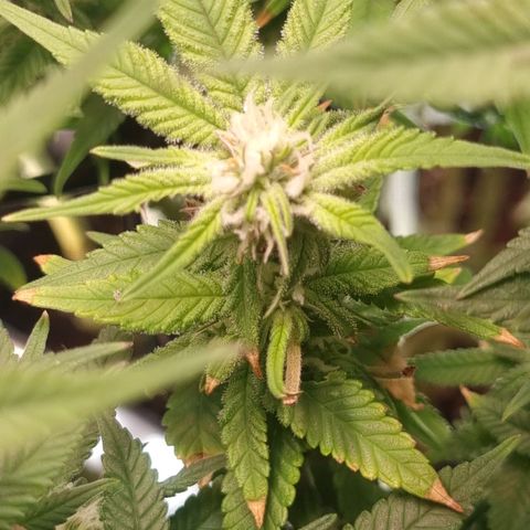 Blueberry Pancakes #2 (UR) (U+VO) growlog photo: Nute burn symptoms on some distinct colas? 