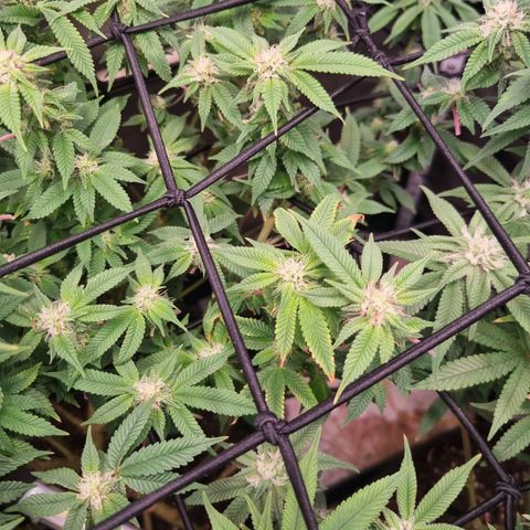 Blueberry Pancakes #2 (UR) (U+VO) growlog photo: Nute burn symptoms on some distinct colas? 