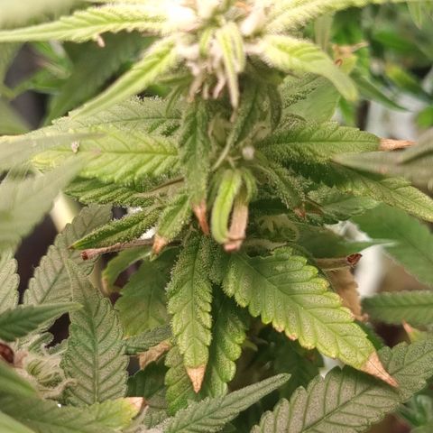 Blueberry Pancakes #2 (UR) (U+VO) growlog photo: Nute burn symptoms on some distinct colas? 