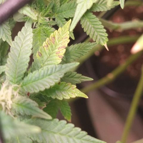 Blueberry Pancakes #2 (UR) (U+VO) growlog photo: Nute burn symptoms on some distinct colas? 