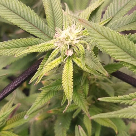 Blueberry Pancakes #2 (UR) (U+VO) growlog photo: Nute burn symptoms on some distinct colas? 