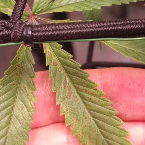 Blueberry Pancakes #2 (UR) (U+VO) growlog photo: Nute burn symptoms on some distinct colas? 