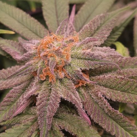 Blueberry Pancakes #2 (UR) (U+VO) growlog timeline photo
