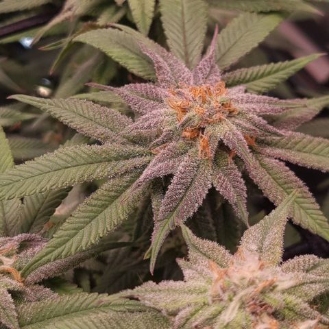 Blueberry Pancakes #2 (UR) (U+VO) growlog timeline photo