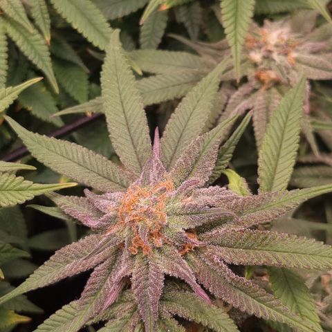 Blueberry Pancakes #2 (UR) (U+VO) growlog timeline photo