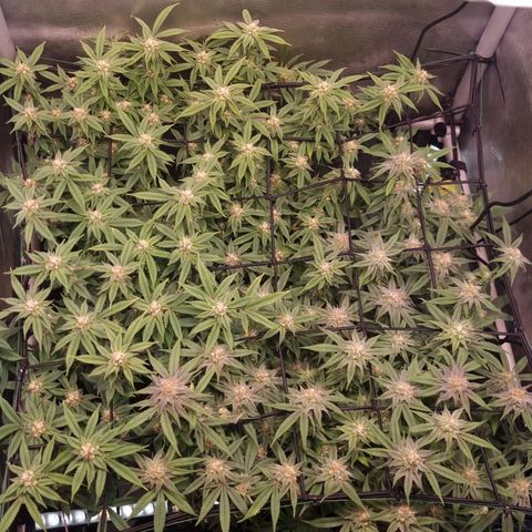 Blueberry Pancakes #2 (UR) (U+VO) growlog timeline photo