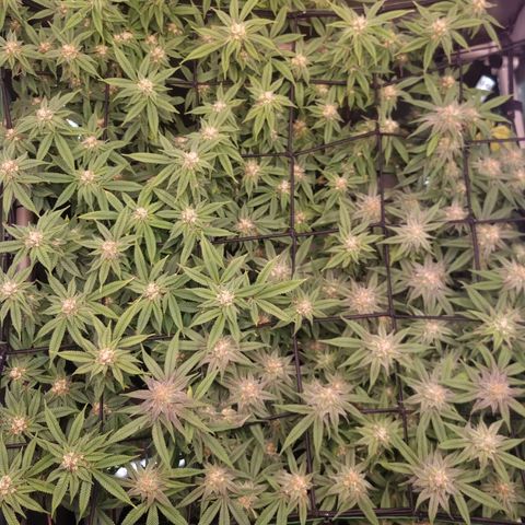 Blueberry Pancakes #2 (UR) (U+VO) growlog timeline photo