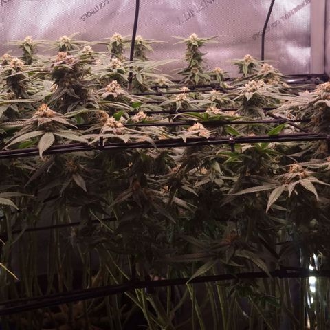Blueberry Pancakes #2 (UR) (U+VO) growlog timeline photo