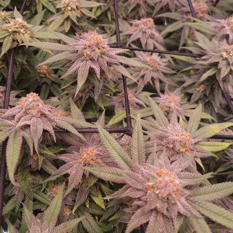 Blueberry Pancakes #2 (UR) (U+VO) growlog timeline photo