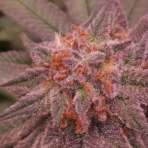 Blueberry Pancakes #2 (UR) (U+VO) growlog timeline photo