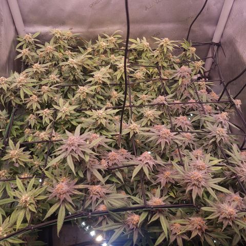 Blueberry Pancakes #2 (UR) (U+VO) growlog timeline photo
